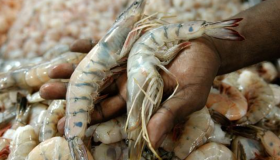 El acuerdo de cosecha temprana contempla el ingreso del camarón hondureño al mercado chino