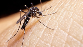 Honduras se acerca a los 100 fallecimientos sospechosos de dengue con 72 mil casos