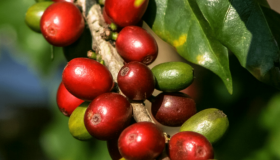 Honduras acogerá la primera cumbre internacional del café de la CELAC 
