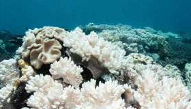 Brotes de enfermedades y blanqueamiento agravan estado de salud del coral en Mesoamérica 