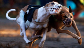 Prohibirán carreras de galgos por el daño a los perros