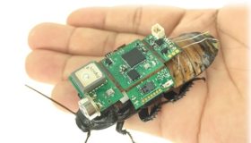 Ya se pueden fabricar 'cucarachas cíborg' en serie 