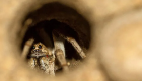 Encuentran la araña más grande y venenosa del mundo