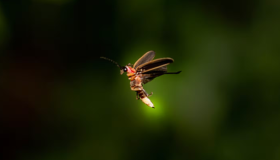 ¿Somos la última generación que disfrutará de las luciérnagas?, lo que pasará con esta especie en futuros años