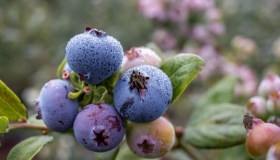 Antioxidantes, antocianinas y más: el perfil nutricional real de los arándanos congelados