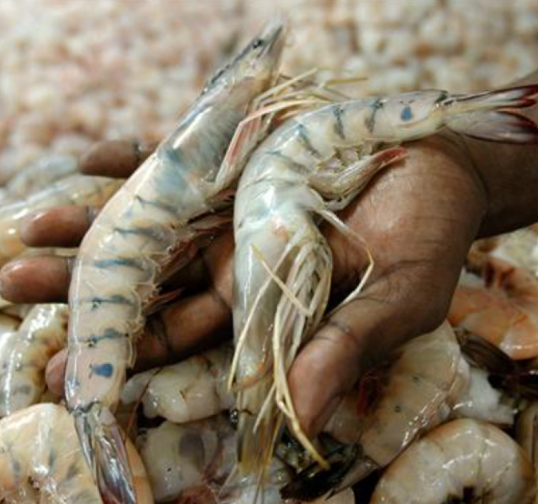 El acuerdo de cosecha temprana contempla el ingreso del camarón hondureño al mercado chino