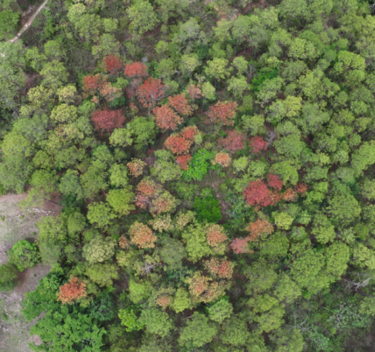 El instituto de Conservación Forestal (ICF), alertó que el gorgojo descortezador está dañando los bosques del país.