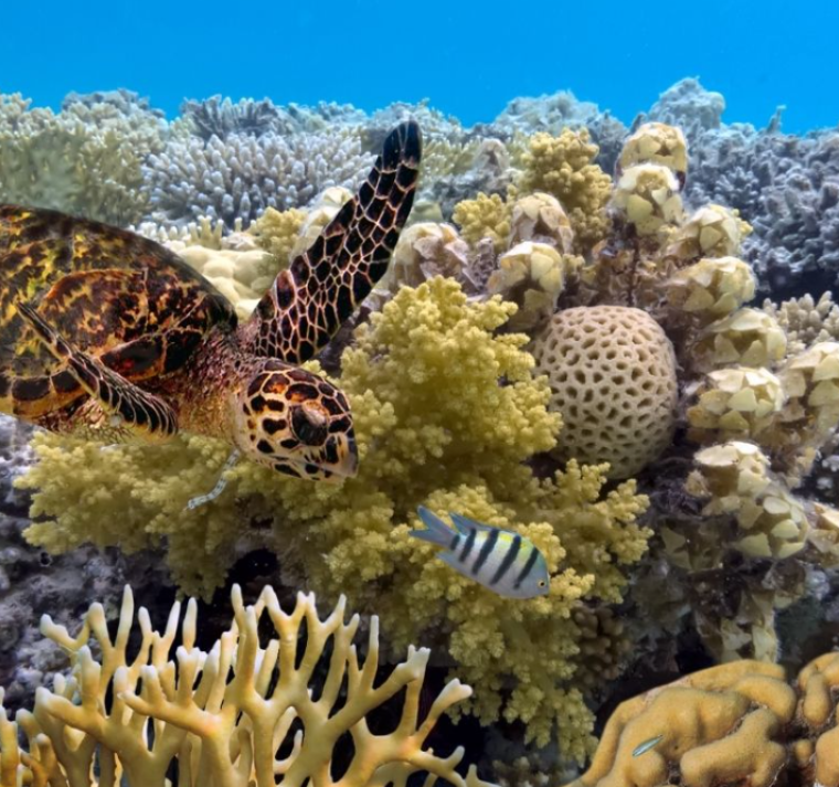 Al menos 54 países y regiones han experimentado un blanqueamiento masivo de sus arrecifes desde febrero de 2023 a medida que el cambio climático calienta las aguas superficiales del océano