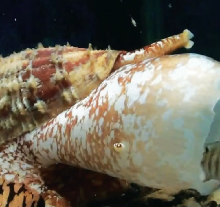 Cómo el veneno mortal de un caracol marino podría revolucionar tratamientos de diabetes