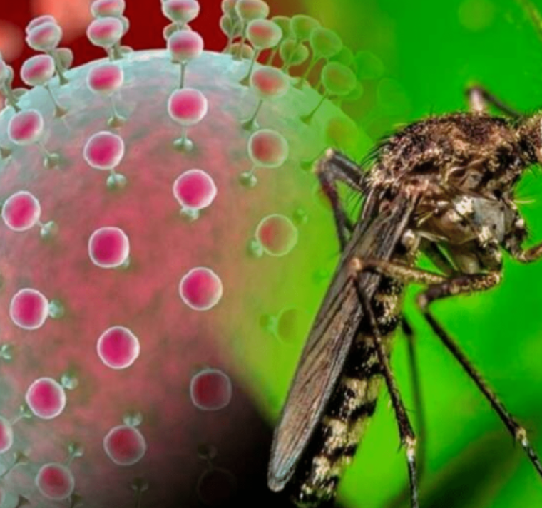 Salud declara alerta epidemiológica por virus Oropouche 
