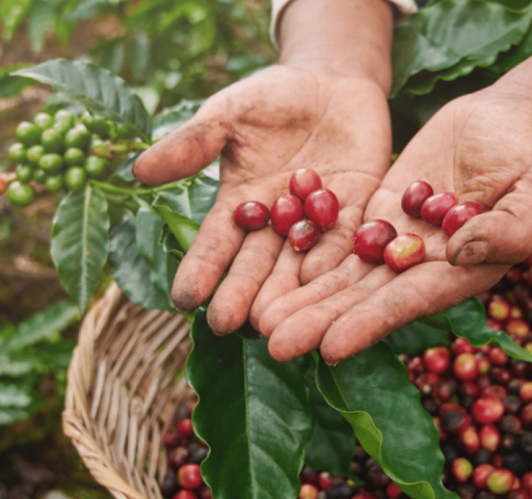 Honduras acogerá la reunión anual del Consejo Internacional del Café en septiembre de 2025 