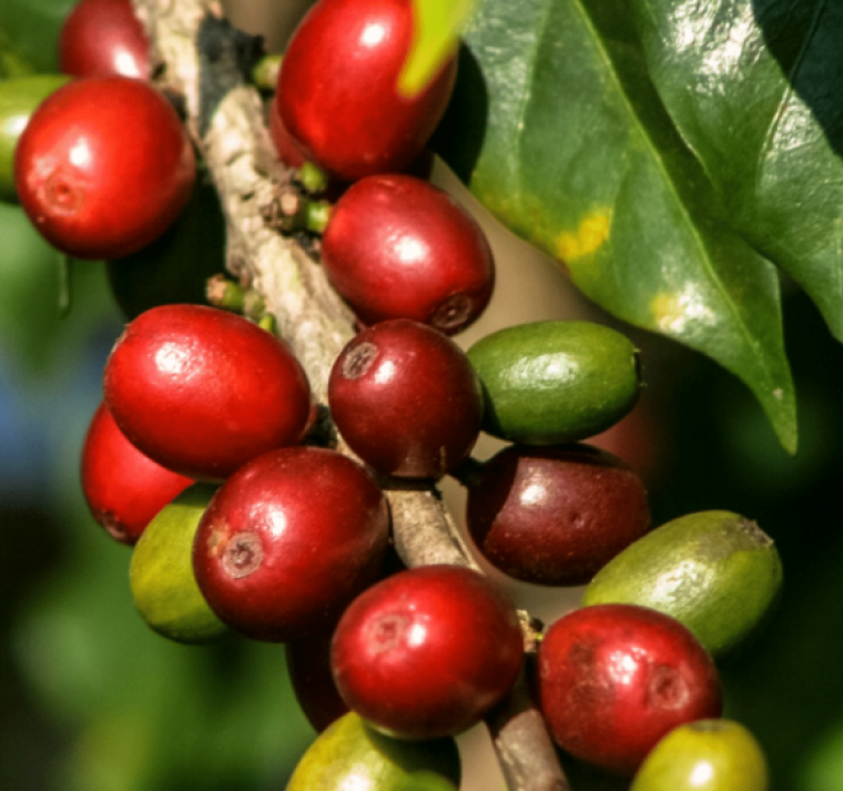 Honduras acogerá la primera cumbre internacional del café de la CELAC 