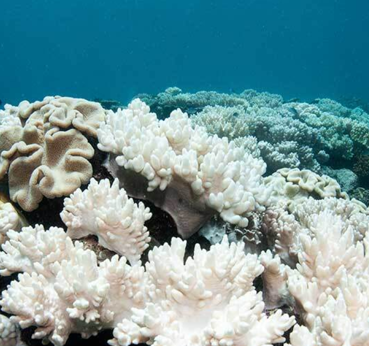 Brotes de enfermedades y blanqueamiento agravan estado de salud del coral en Mesoamérica 