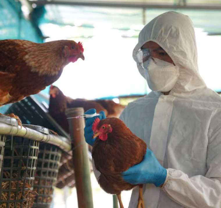 Primer caso grave de gripe aviar en una persona en EEUU enciende las alarmas 