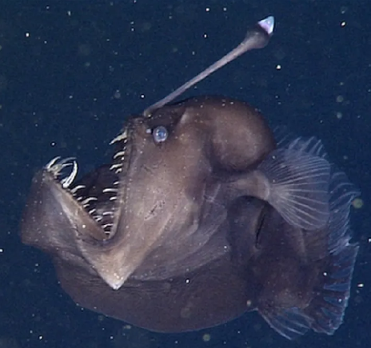 ¿Es un mal presagio el avistamiento de un pez diablo negro? Mitos y leyendas del pez rape abisal 