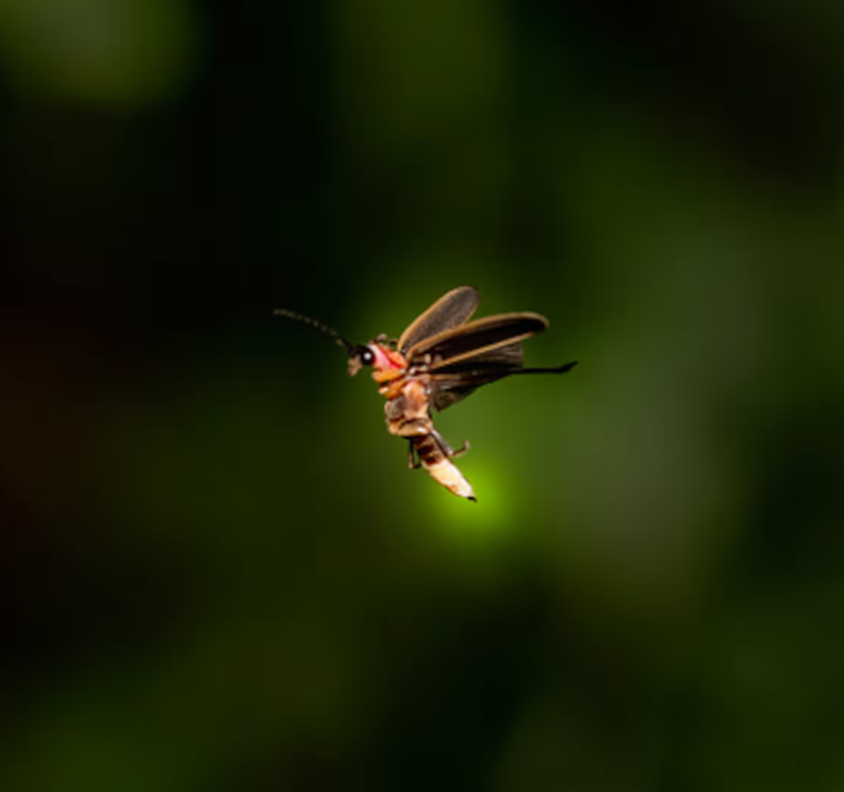 ¿Somos la última generación que disfrutará de las luciérnagas?, lo que pasará con esta especie en futuros años