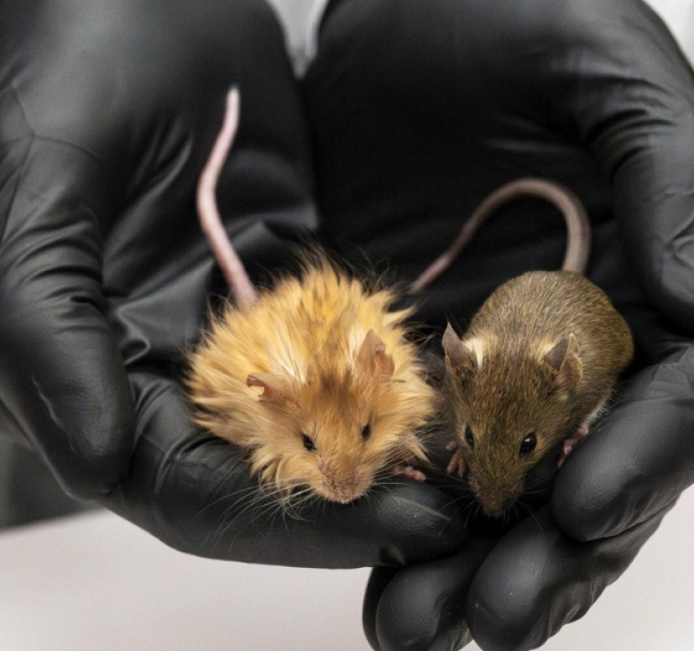 Un paso importante hacia la 'resurrección' del mamut