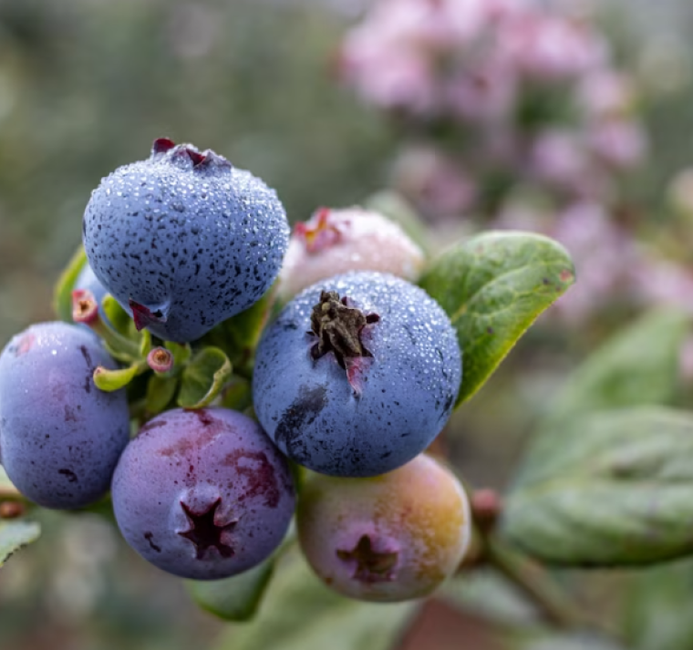 Antioxidantes, antocianinas y más: el perfil nutricional real de los arándanos congelados