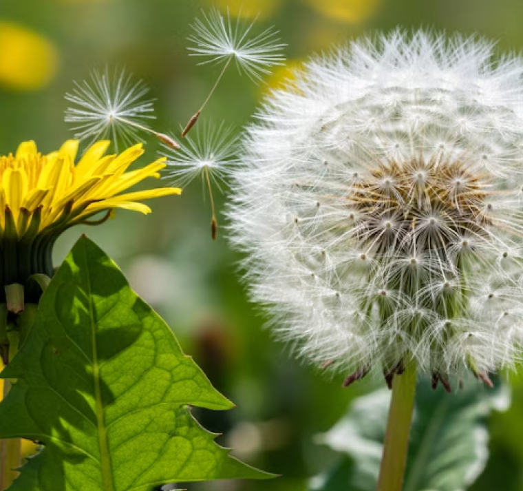 El diente de león despierta interés científico por sus efectos en la salud